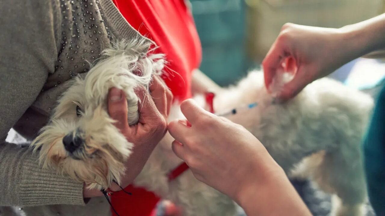 Casos de Raiva Canina Retornam ao Interior de SP e DF Após Anos sem Registros
