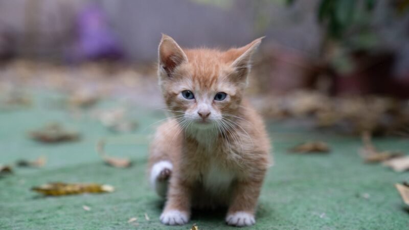 Novo Projeto de Lei Visa Regularizar a Venda de Animais de Estimação e Combater Criadouros Ilegais