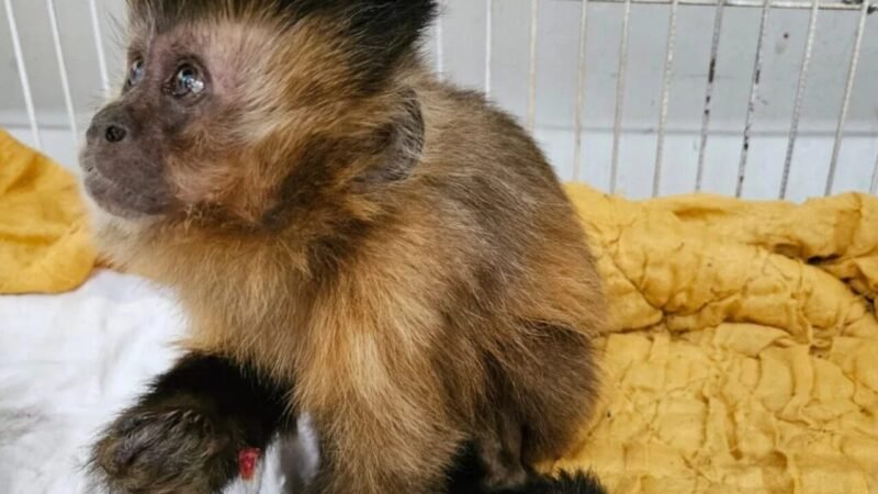 Macaca Chica Morre em Uberaba Após Complicações Relacionadas ao Diabetes