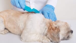 Alopecia Areata em Cães: Compreendendo sua Evolução e os Desafios no Tratamento