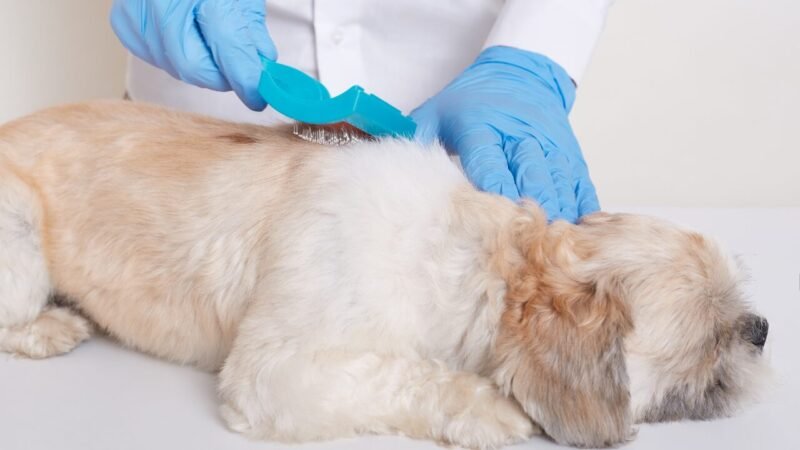 Alopecia Areata em Cães: Compreendendo sua Evolução e os Desafios no Tratamento