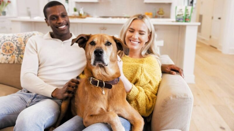 O Impacto Terapêutico da Interação Humano-Animal: A Contribuição da Royal Canin