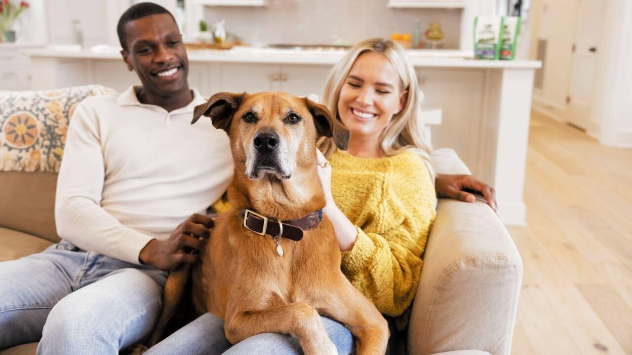 O Impacto Terapêutico da Interação Humano-Animal: A Contribuição da Royal Canin