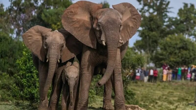 Investigação Sobre a Morte de 15 Elefantes no Quênia Revela Possível Toxidade Ambiental