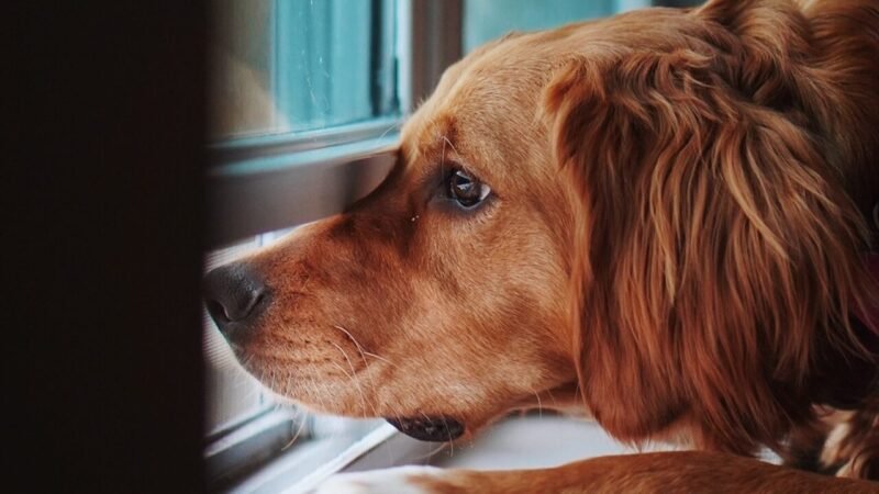 Como Lidar com a Ansiedade de Separação em Cães: Dicas de Especialista