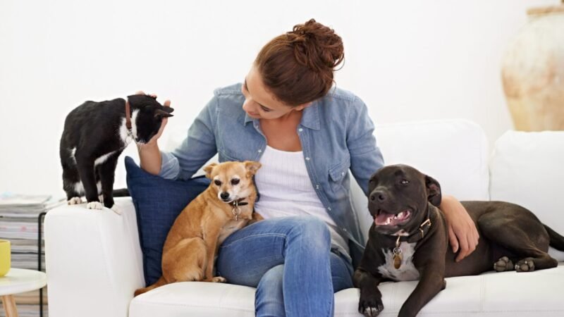 Preferência Pet no Brasil: Cães e Gatos em Cada Região