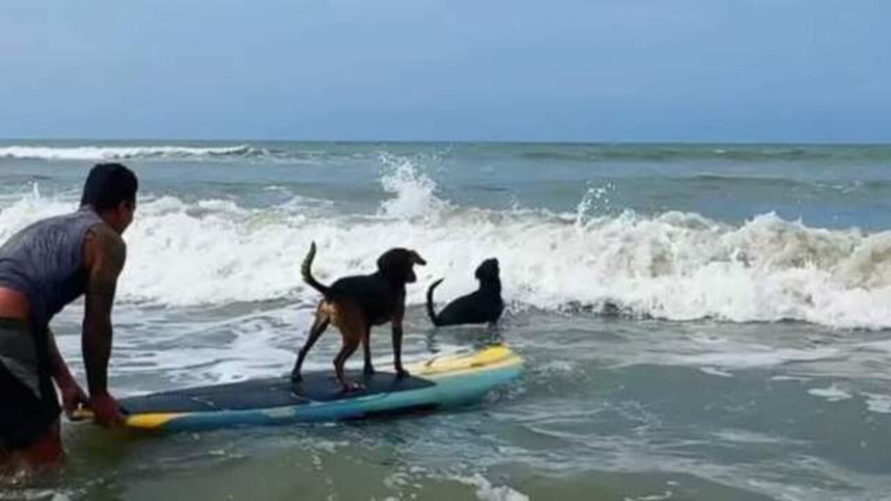 Cães Resgatados Aprendem a Surfar e Encantam Praia Grande