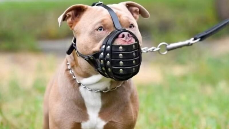 Câmara de Campinas Analisa Veto a Nomeações Relacionadas a Maus-Tratos e Focinheira para Cães Grandes