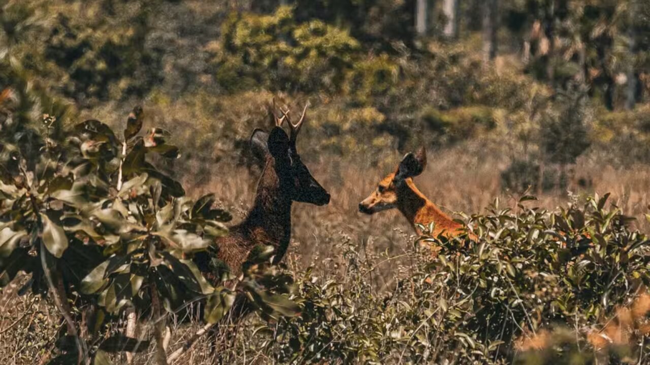 Descoberta Histórica: Ciência Confirma a Existência do Veado Preto no Pantanal