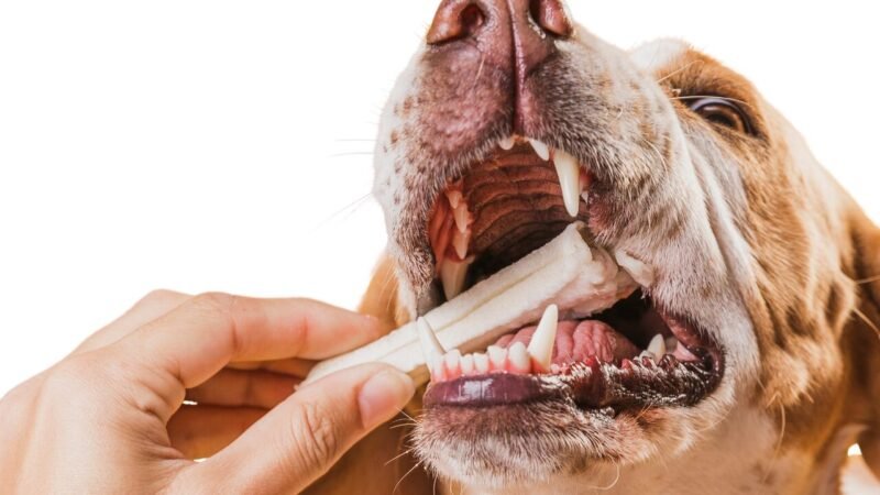A Revolução nas Rações para Pets: Entendendo a Biologia do Paladar