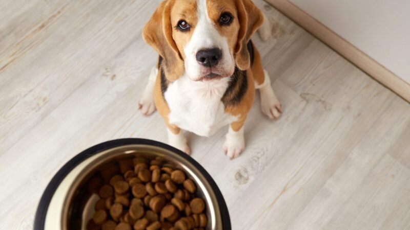 Nutrição e a Saúde Canina: Dicas para um Envelhecimento Saudável