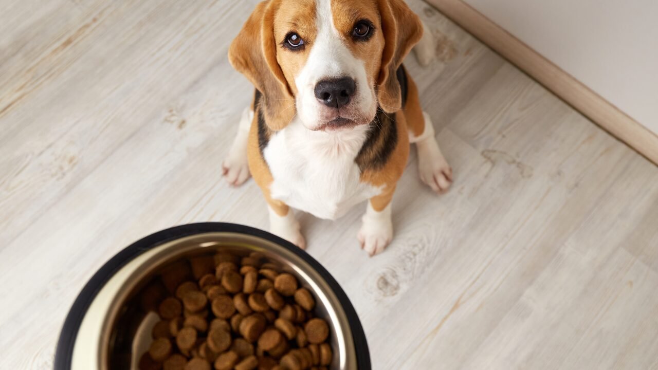 Nutrição e a Saúde Canina: Dicas para um Envelhecimento Saudável