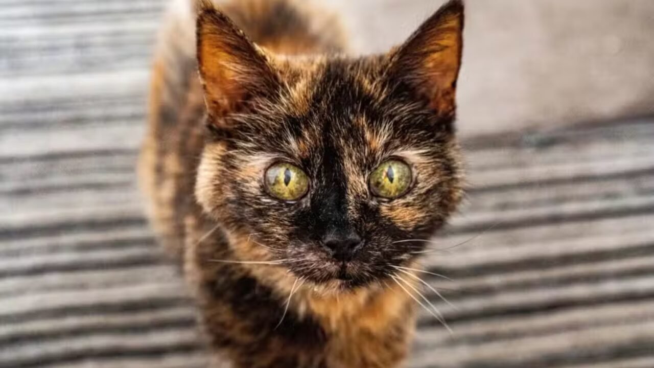 Millie: A Gata que Celebra 31 Anos e Desafia o Tempo