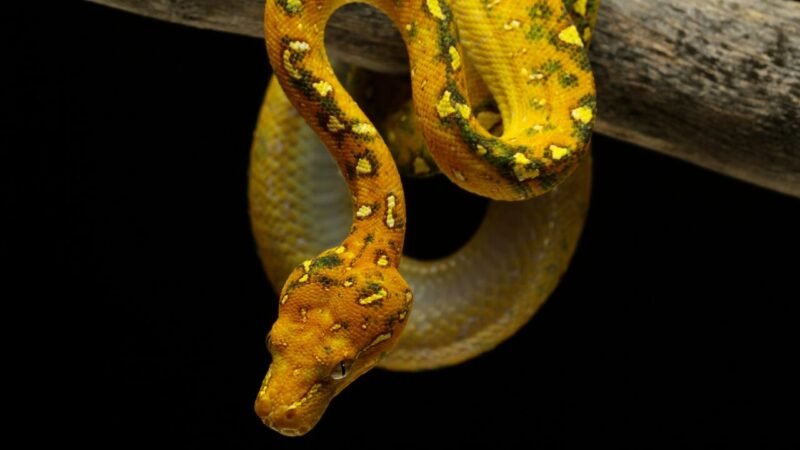 Cryptosporidium serpentis: Entendendo os Aspectos Clínicos e o Diagnóstico em Serpentes