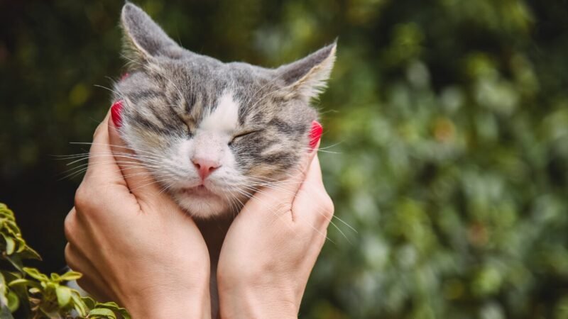 Dia Internacional do Gato: Entendendo o Amor Felino