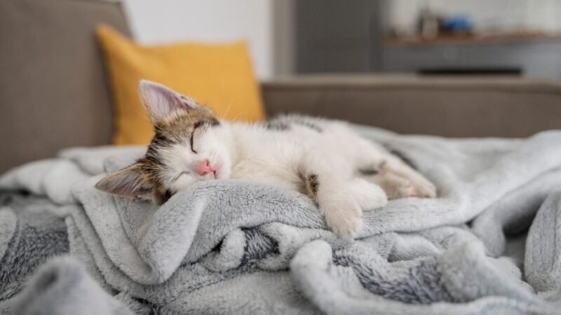 O Sono dos Gatos: Compreendendo o Comportamento e os Sinais de Alerta