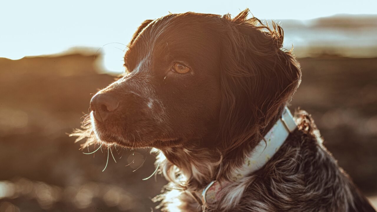 A História do Vínculo entre Cães e Humanos: Comemorando o Dia Mundial do Cão