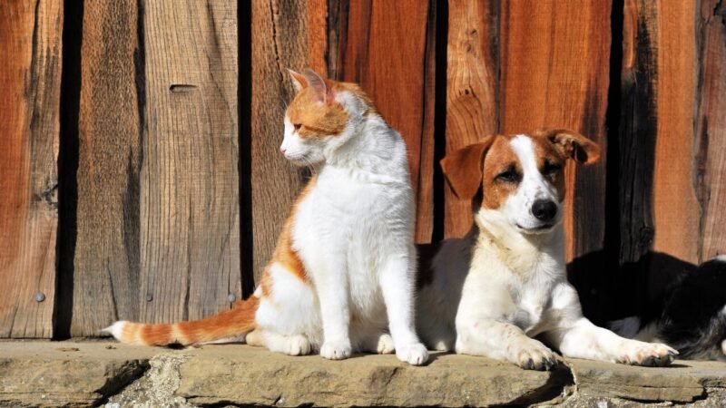 Consequências Legais do Abandono de Animais: Entenda as Implicações e Como Denunciar