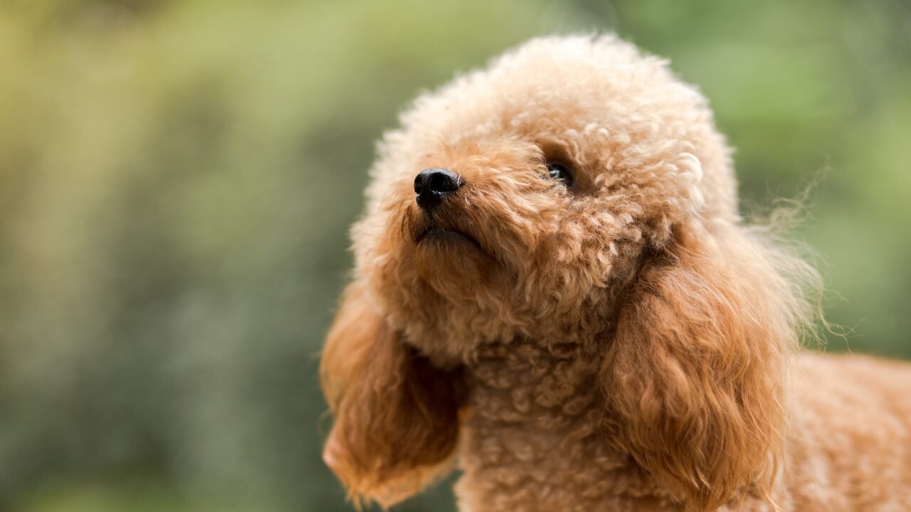 Cães e Hipertensão Secundária: Raças em Risco e Importância dos Exames Preventivos