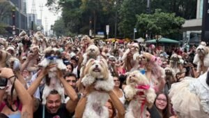 Encontro de Shih-Tzus Agita a Avenida Paulista em São Paulo