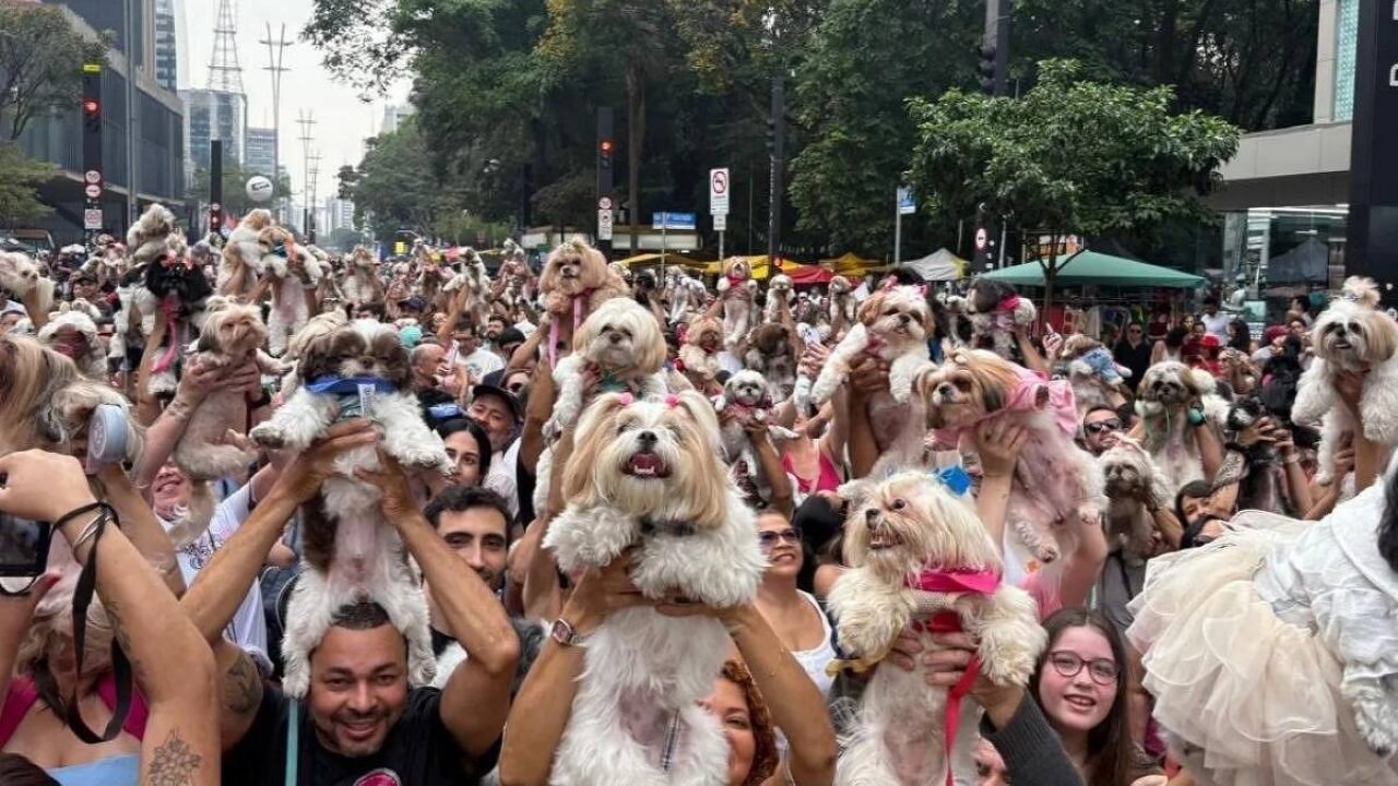 Encontro de Shih-Tzus Agita a Avenida Paulista em São Paulo