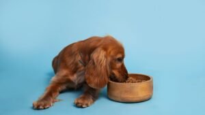 A Importância dos Antioxidantes nas Rações para Pets: O Que Você Precisa Saber