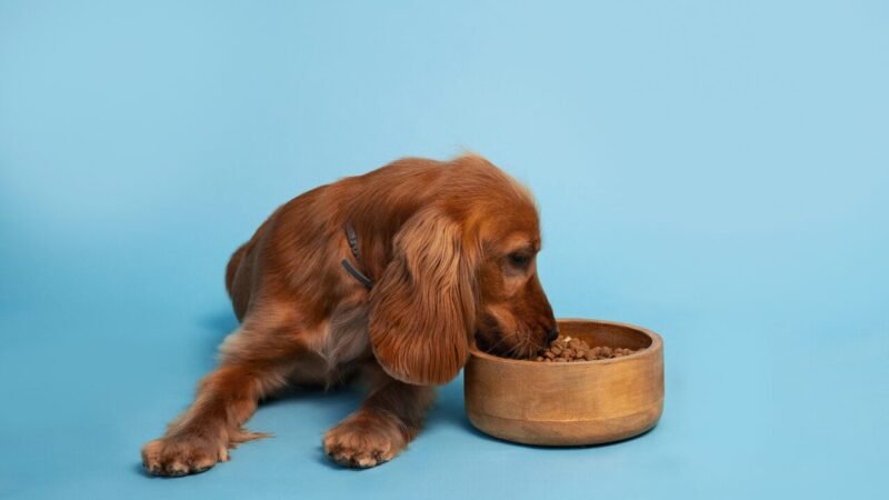 A Importância dos Antioxidantes nas Rações para Pets: O Que Você Precisa Saber