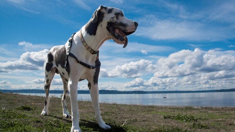 Desafios de Saúde e Longevidade em Cães de Raças Gigantes