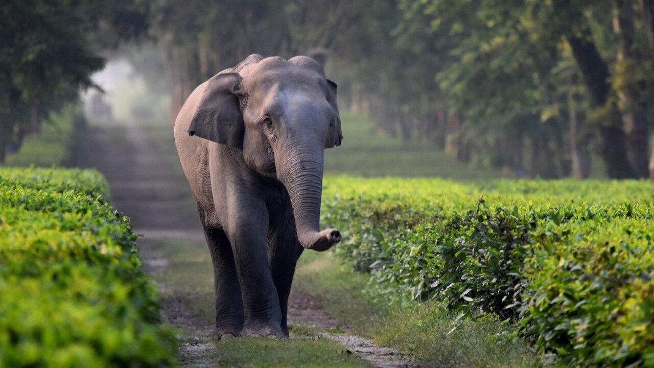 Suprema Corte da Índia Proíbe Tortura a Elefantes e Impõe Rotas Livres para a Fauna