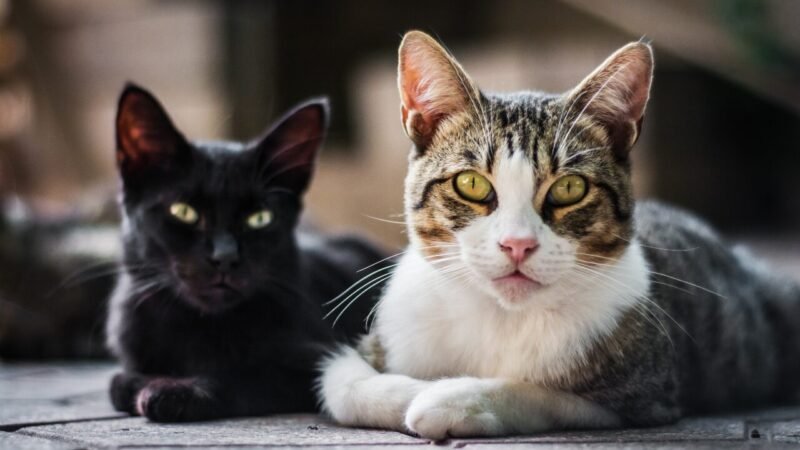 Gatos Reconhecem Outros Felinos pelo Odor Único na Urina