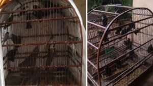 Homem é Multado em R$ 15 Mil por Captura Ilegal de Aves Silvestres em São Paulo