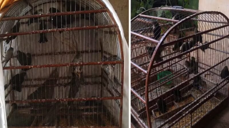 Homem é Multado em R$ 15 Mil por Captura Ilegal de Aves Silvestres em São Paulo