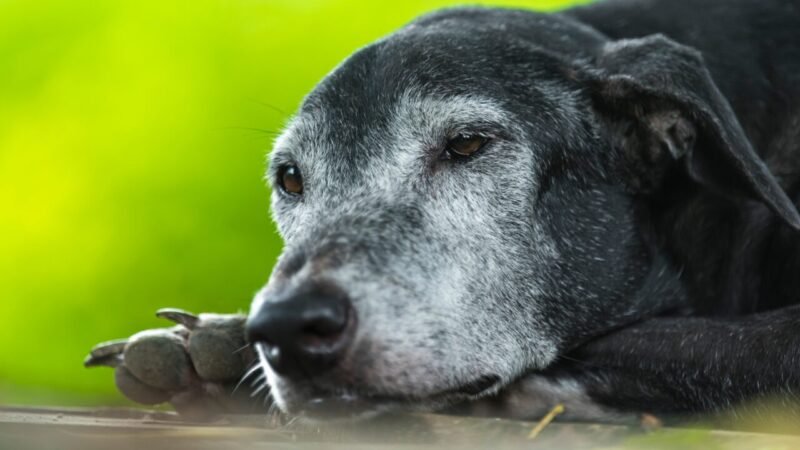 Longevidade em Animais de Estimação: O Que Realmente Importa para um Envelhecimento Saudável