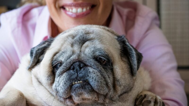 A Importância da Presença na Relação com Pets Idosos