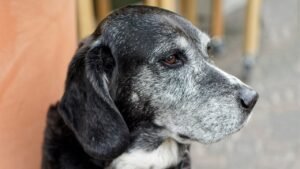 O Impacto do Envelhecimento nos Laços Entre Pets e Seus Responsáveis