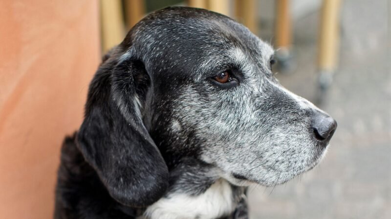 O Impacto do Envelhecimento nos Laços Entre Pets e Seus Responsáveis