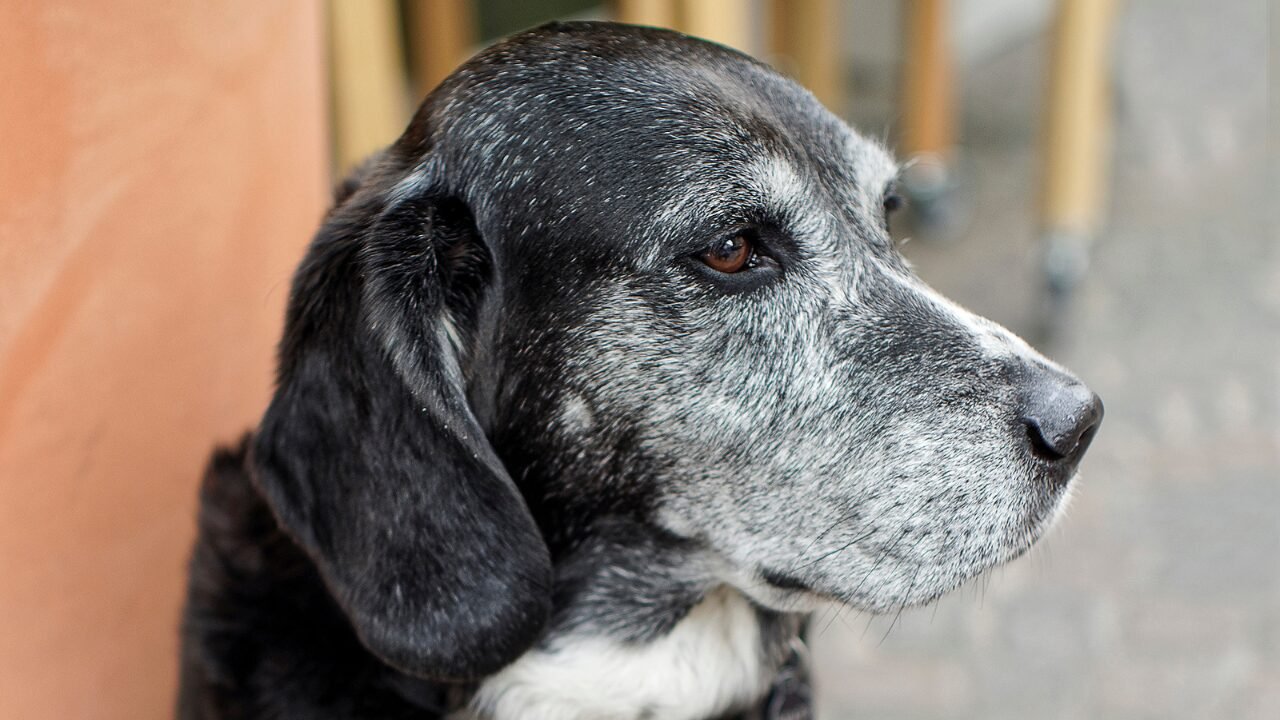 O Impacto do Envelhecimento nos Laços Entre Pets e Seus Responsáveis