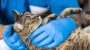 Uso do Lorazepam no Tratamento de Obstrução Uretral em Gatos: Uma Nova Perspectiva