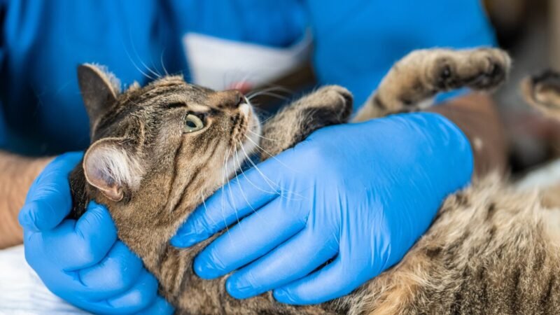 Uso do Lorazepam no Tratamento de Obstrução Uretral em Gatos: Uma Nova Perspectiva