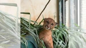 Onça-parda é Reintroduzida na Natureza Após Recuperação de Acidente em Botucatu (SP)