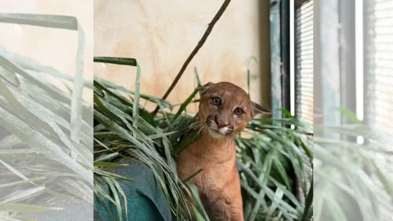 Onça-parda é Reintroduzida na Natureza Após Recuperação de Acidente em Botucatu (SP)