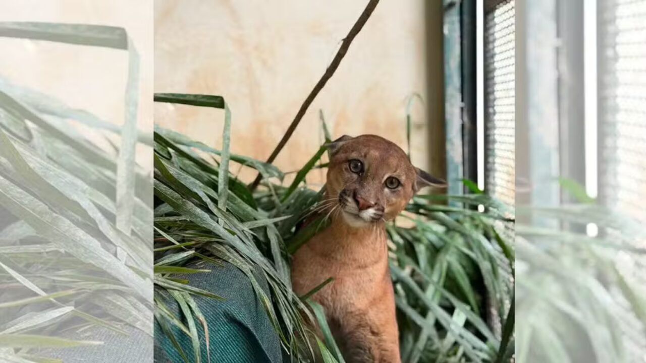 Onça-parda é Reintroduzida na Natureza Após Recuperação de Acidente em Botucatu (SP)