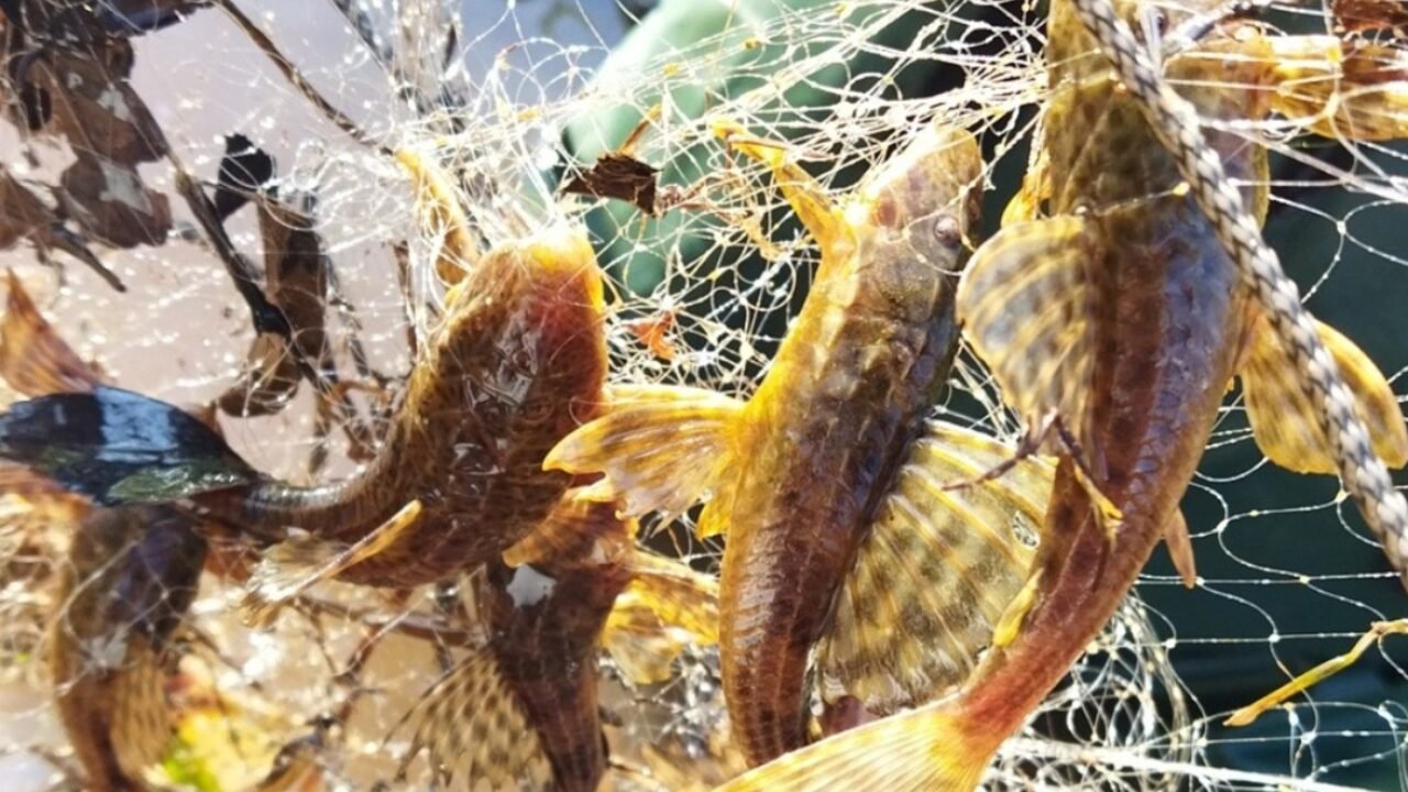 Impactos da Poluição Agrícola na Vida Aquática do Oeste do Paraná