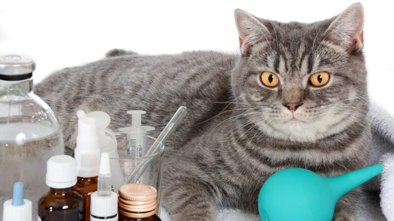 Aumento dos Custos de Distribuição de Produtos Veterinários em Função do Petróleo