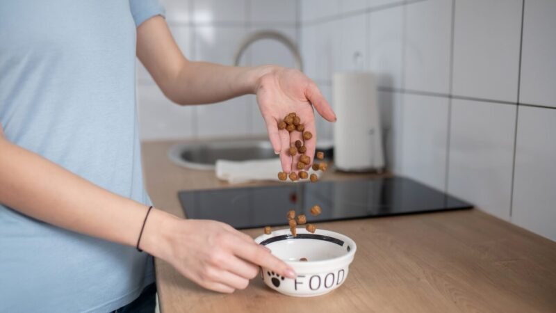 Cuidados ao Aquecer a Comida do Seu Pet no Micro-ondas