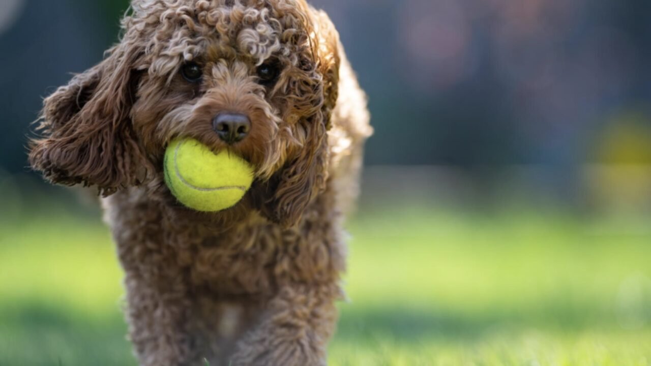 Poodle Toy: A Inteligência e os Cuidados da Cadelinha de Bruna Marquezine