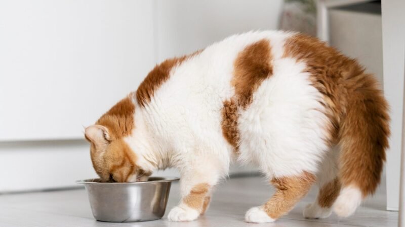 Purina Fancy Feast® Expande Seu Portfólio com Novas Receitas Gourmet para Gatos