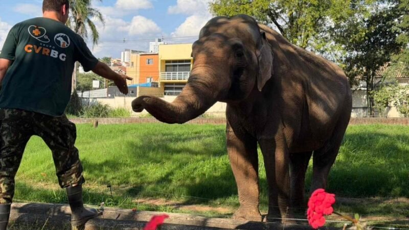Santuário Inicia Campanha para Transferência do Elefante Sandro para Novo Recinto