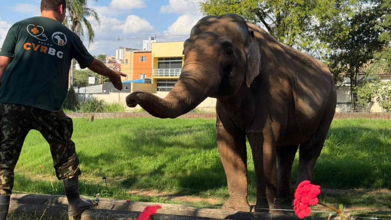 Santuário Inicia Campanha para Transferência do Elefante Sandro para Novo Recinto