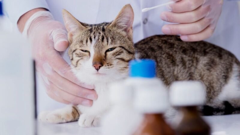 São Paulo Implementa Nova Lei para Atendimento Veterinário Gratuito em Clínicas Particulares